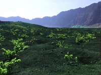 Wine growing on Cape Verde