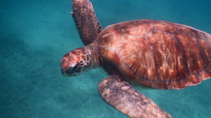 Meeresschildkröte caretta caretta auf Boa Vista