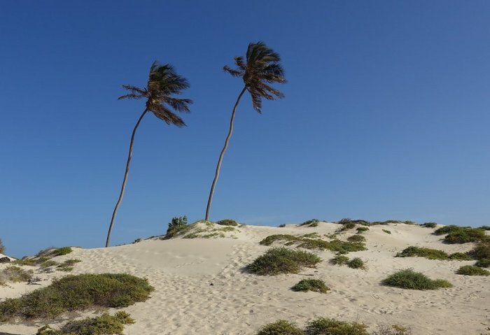 Palmen in der Wüste auf Boa Vista