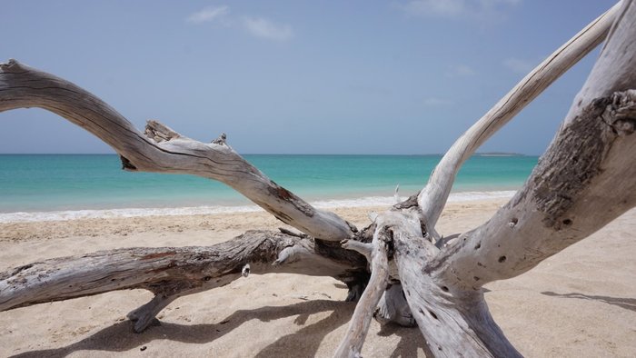 Holz am Strand auf Boa Vista