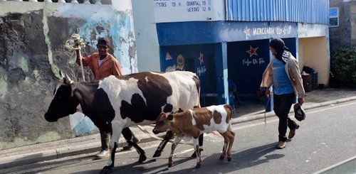 Fauna_Kapverden_Gaestephotos_vista_verde_tours