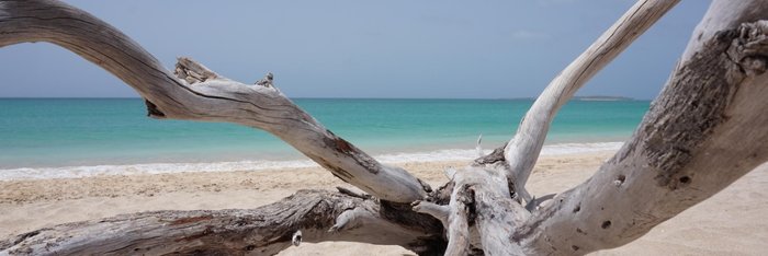 Holz am weissen Strand vor türkisfarbenem Meer