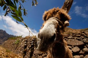 Special encounters on Santo Antao