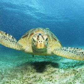 Kapverden mit dem Experten - Unterwasserwelt Cabo Verde