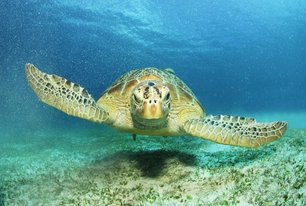 turtles on Cape Verde