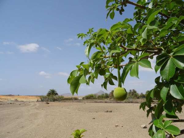 Baobab Baum auf Boa Vista