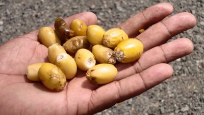 für Perlenfinder - Pflanzensamen in der Hand