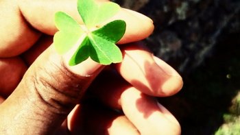 Specials - Reisen Kapverden Special Interestreisen auf die Kapverden - vierblättriges Kleeblatt