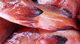 Recipes from Cabo Verde - fresh fish