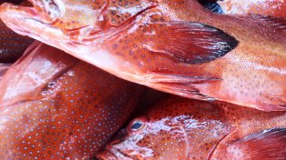 roter garoupa auf dem Fischmarkt in Mindelo