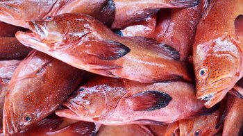 Kulinarisches auf den Kapverden - Fischsuppe roter garoupa auf dem Fischmarkt in Mindelo