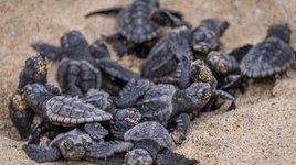 Special Interest: Schildkrötenschutz Kapverden