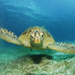 Schildkröte Kapverden
