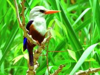 Reise des Monats - King Fisher Tarrafal Reise des Monats - King Fisher Tarrafal