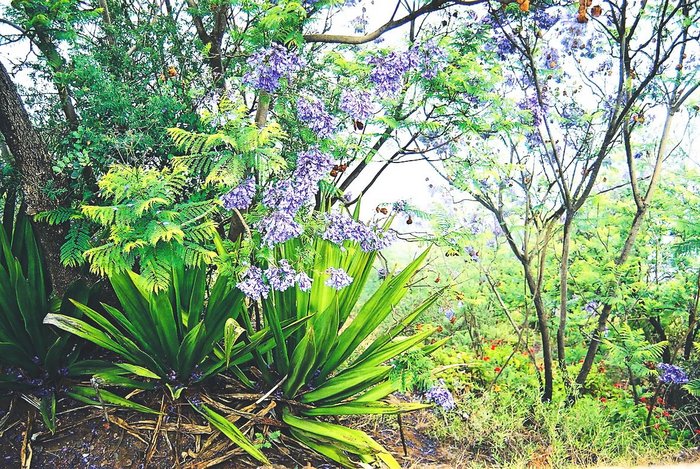 São Nicolau: diverse and pure nature