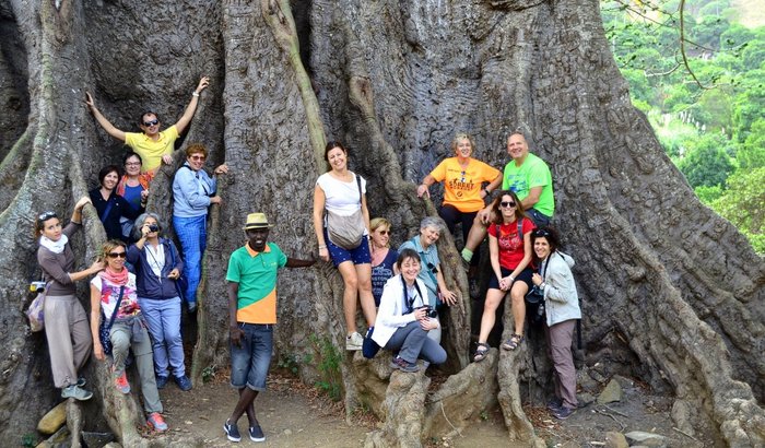 Santiago: the origin of Cabo Verde. Baobab tree
