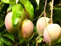reife Mangos am Baum auf Brava