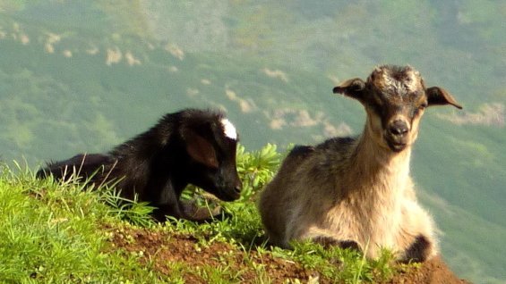 Bergidyll am Monte Gordo auf São Nicolau mit Ziegen