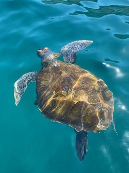 Kapverden Schildkröten