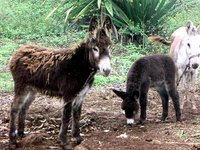 Szene mit Eseln auf São Nicolau