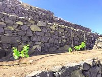 Wine growing on Cape Verde, here Santo Antao, Kapverden