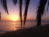 Sonnenuntergang auf Fogo mit Blick auf Brava Sonnenuntergang mit Palmen mit Blick auf Brava