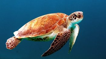 Meeresschildkröte - Unterwasserwelt Cabo Verde