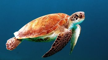 Meeresschildkröte - Unterwasserwelt Cabo Verde Meeresschildkröte - Unterwasserwelt Cabo Verde