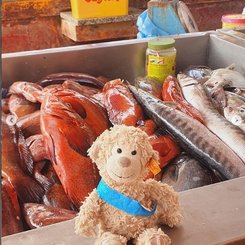 Fischmarkt Mindelo Mr Bono Beau