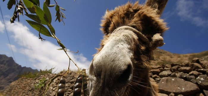 kapverdische Gastfreundschaft - Fauna auf dem Inselstaat