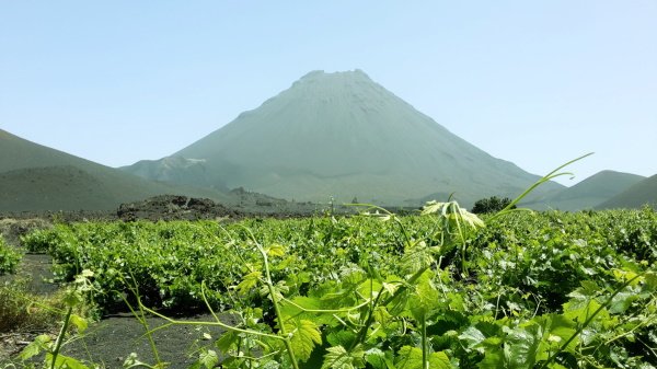 Island trip Fogo - wineyard on Fogo