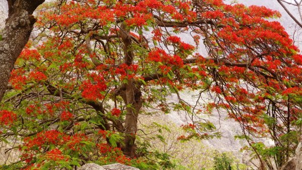 üppig blühender Baum auf der Blumeninsel Brava