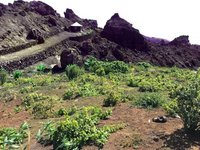 Wine growing on Cape Verde