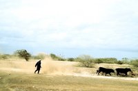 Bullenjagd auf Maio Bullenjagd in den Dünen von Maio