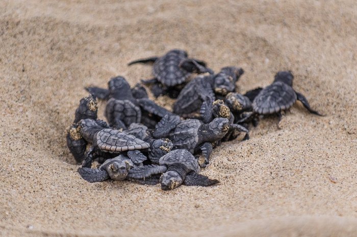 Schildkröten Jungtiere am Strand