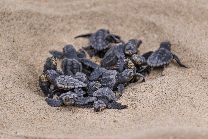 Sal: Beach, Sand and Sun. Turtle protection