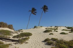 Sand desert on Boa Vista