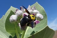 Hummel auf Blume auf der Insel Sal