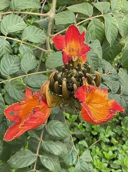 Flora  Kapverden vista verde tours