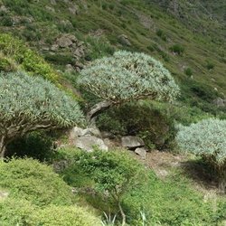 Drachenbaum Sao Nicolau