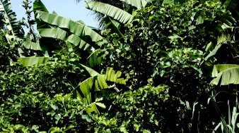 Island Trip to Santiago Island Trip to Santiago