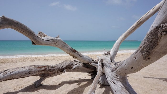 Holz am Strand auf Boa Vista