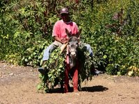 Nährstoffreicher und fruchtbarer Lavaboden auf Fogo verspricht üppige Ernte Esel auf Fogo mit Ernte