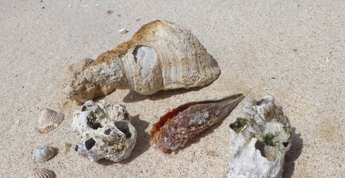 Muscheln am Strand von Santa Luzia