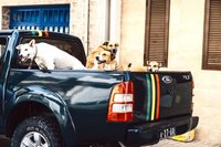 Hunde im Pick Up Mindelo Kapverden vista verde tours